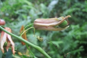 <strong>Passiflora barclayi - Gâteblé Gildas - 311</strong><br />© Ramon, Laurence
